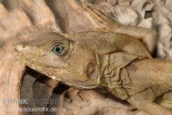 Streifenbasilisk, Basiliscus Vittatus -Zoohandlung Streifenbasilisk Basiliscus vittatus 1