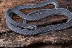 Südliche Feilennatter, Mehelya Capensis 11 Südliche Feilennatter, Mehelya Capensis -Zoohandlung Suedliche Feilennatter Mehelya capensis 3