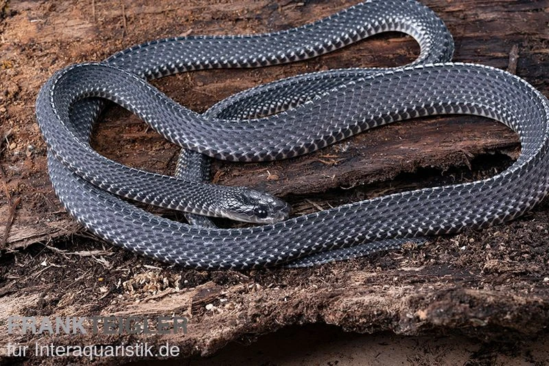 Südliche Feilennatter, Mehelya Capensis 5 Südliche Feilennatter, Mehelya Capensis – Bild 3