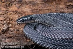 Südliche Feilennatter, Mehelya Capensis 13 Südliche Feilennatter, Mehelya Capensis -Zoohandlung Suedliche Feilennatter Mehelya capensis 5