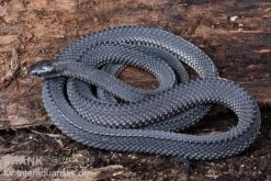 Südliche Feilennatter, Mehelya Capensis 14 Südliche Feilennatter, Mehelya Capensis -Zoohandlung Suedliche Feilennatter Mehelya capensis 6