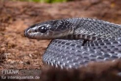 Südliche Feilennatter, Mehelya Capensis 15 Südliche Feilennatter, Mehelya Capensis -Zoohandlung Suedliche Feilennatter Mehelya capensis 7