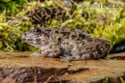 Südostasiatischer Reisfrosch, Fejervarya Limnocharis -Zoohandlung Suedostasiatischer Reisfrosch Fejervarya limnocharis