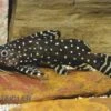 Perlhuhnwels, Synodontis Angelicus -Zoohandlung Synodontis angelicus perlhuhnwels