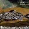 Vielpunkt-Kuckuckswels, Synodontis Multipunctatus -Zoohandlung Synodontis multipunctatus
