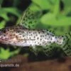 Schwarzer Fiederbartwels, Synodontis Nigrita -Zoohandlung Synodontis nigrita WILD