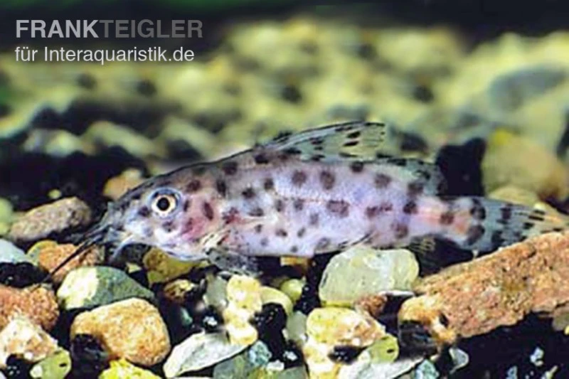 Kamerun-Fiederbartwels, Synodontis Velifer 3 Kamerun-Fiederbartwels, Synodontis Velifer