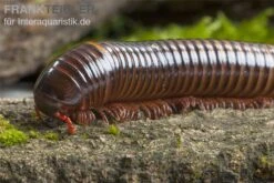 Westafrikanischer Tausendfüßer, Telodeinopus Assiensis -Zoohandlung Telodeinopus assiensis westafrikanischer Tausendfue