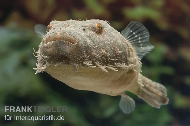 Fetzenkugelfisch, Tetraodon Baileyi (Rarität) 4 Fetzenkugelfisch, Tetraodon Baileyi (Rarität) – Bild 2