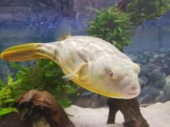 Nilkugelfisch, Tetraodon Fahaka (lineatus) -Zoohandlung Tetraodon fahaka 1