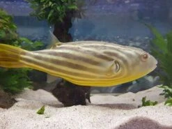Nilkugelfisch, Tetraodon Fahaka (lineatus) -Zoohandlung Tetraodon fahaka 2
