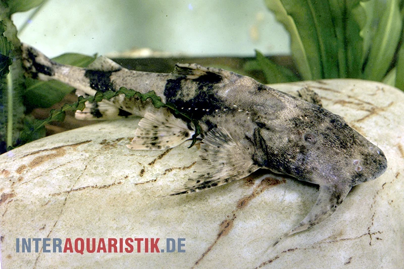 Teufelswels, Bagarius Bagarius 3 Teufelswels, Bagarius Bagarius