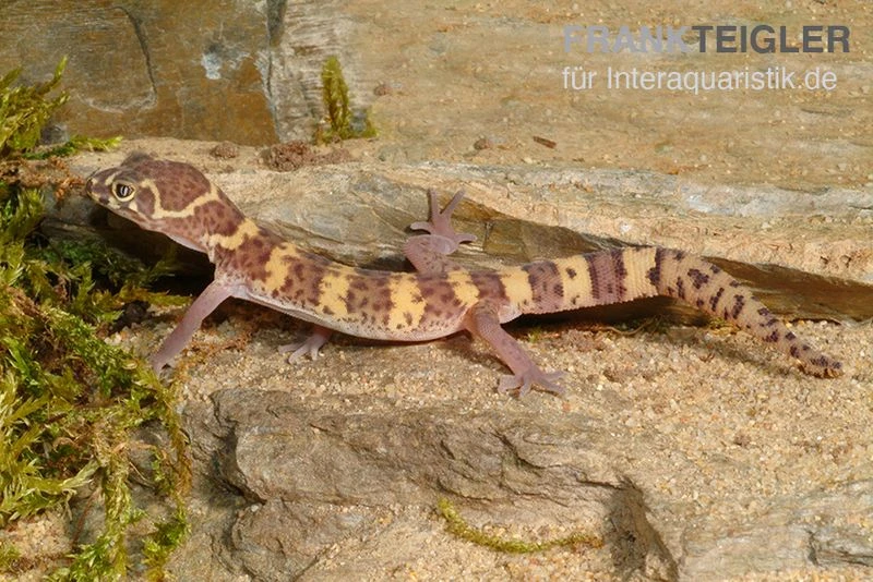 Texas-Krallengecko, Coleonyx Brevis 4 Texas-Krallengecko, Coleonyx Brevis – Bild 2