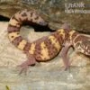 Texas-Krallengecko, Coleonyx Brevis 1 Texas-Krallengecko, Coleonyx Brevis -Zoohandlung Texas Krallengecko Coleonyx brevis 2