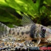Tigerpanzerwels, Corydoras Orcesi -Zoohandlung Tigerpanzerwels Corydoras orcesi