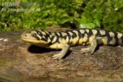 Tigersalamander, Ambystoma Tigrinum Tigrinum 6 Tigersalamander, Ambystoma Tigrinum Tigrinum -Zoohandlung Tigersalamander Ambystoma tigrinum tigrinum