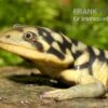 Tigersalamander, Ambystoma Tigrinum Tigrinum 2 Tigersalamander, Ambystoma Tigrinum Tigrinum -Zoohandlung Tigersalamander Ambystoma tigrinum tigrinum2
