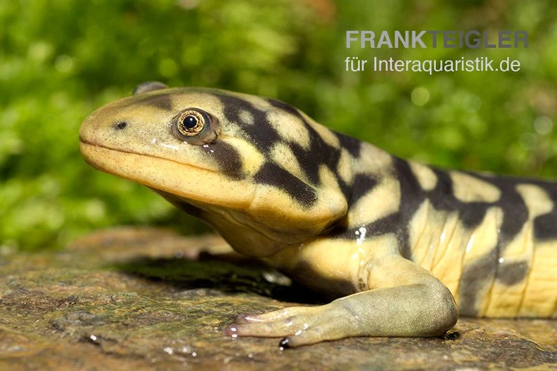 Tigersalamander, Ambystoma Tigrinum Tigrinum 3 Tigersalamander, Ambystoma Tigrinum Tigrinum