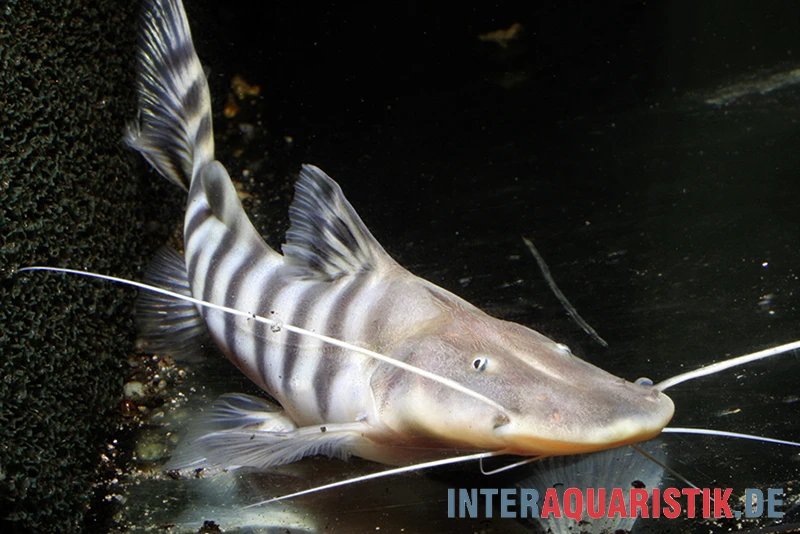 Tigerwels, Merodontotus Tigrinus 3 Tigerwels, Merodontotus Tigrinus