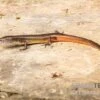 Togo-Skink, Panaspis Togoensis 1 Togo-Skink, Panaspis Togoensis -Zoohandlung Togo Skink Panaspis togoensis 1