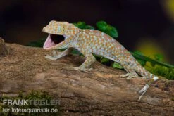 Tokeh, Gekko Gecko -Zoohandlung Tokeh Gekko gecko 3