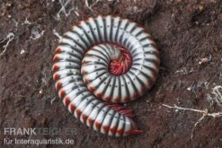 Regenbogentausendfüßer, Tonkinbolus Dollfusi 13 Regenbogentausendfüßer, Tonkinbolus Dollfusi -Zoohandlung Tonkinbolus dollfusi 10