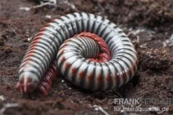 Regenbogentausendfüßer, Tonkinbolus Dollfusi 15 Regenbogentausendfüßer, Tonkinbolus Dollfusi -Zoohandlung Tonkinbolus dollfusi 11