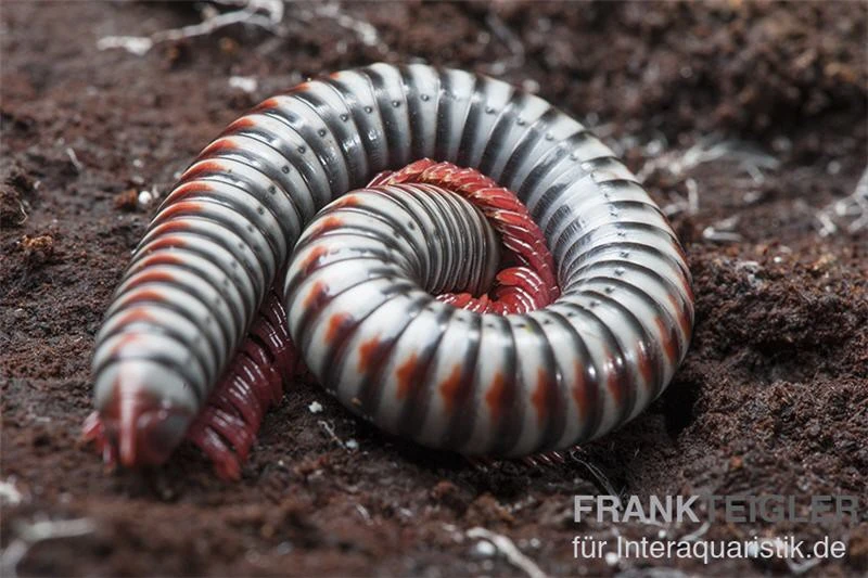 Regenbogentausendfüßer, Tonkinbolus Dollfusi 8 Regenbogentausendfüßer, Tonkinbolus Dollfusi – Bild 6