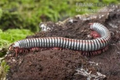 Regenbogentausendfüßer, Tonkinbolus Dollfusi 16 Regenbogentausendfüßer, Tonkinbolus Dollfusi -Zoohandlung Tonkinbolus dollfusi 16
