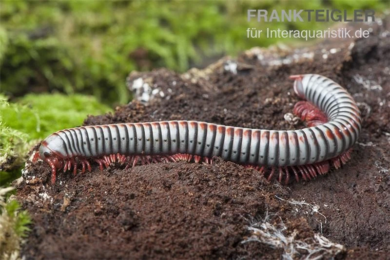 Regenbogentausendfüßer, Tonkinbolus Dollfusi 9 Regenbogentausendfüßer, Tonkinbolus Dollfusi – Bild 7