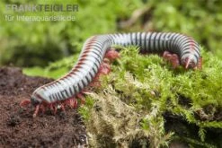 Regenbogentausendfüßer, Tonkinbolus Dollfusi 14 Regenbogentausendfüßer, Tonkinbolus Dollfusi -Zoohandlung Tonkinbolus dollfusi 19