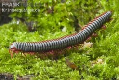 Regenbogentausendfüßer, Tonkinbolus Dollfusi 12 Regenbogentausendfüßer, Tonkinbolus Dollfusi -Zoohandlung Tonkinbolus dollfusi 2