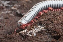 Regenbogentausendfüßer, Tonkinbolus Dollfusi 17 Regenbogentausendfüßer, Tonkinbolus Dollfusi -Zoohandlung Tonkinbolus dollfusi 20