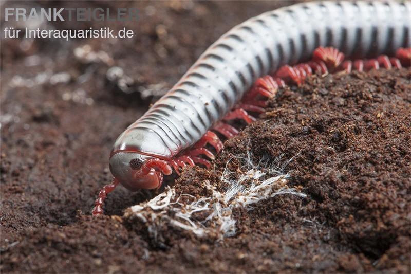 Regenbogentausendfüßer, Tonkinbolus Dollfusi 10 Regenbogentausendfüßer, Tonkinbolus Dollfusi – Bild 8