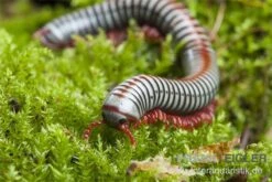 Regenbogentausendfüßer, Tonkinbolus Dollfusi