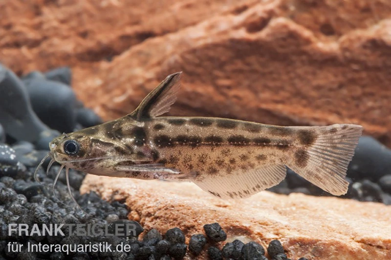 Trugdornwels "Woodcat", Trachelyichthys Exilis 4 Trugdornwels "Woodcat", Trachelyichthys Exilis – Bild 2