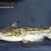 Wurzelwels, Trachelyopterus Galeatus -Zoohandlung Trachelyopterus galeatus