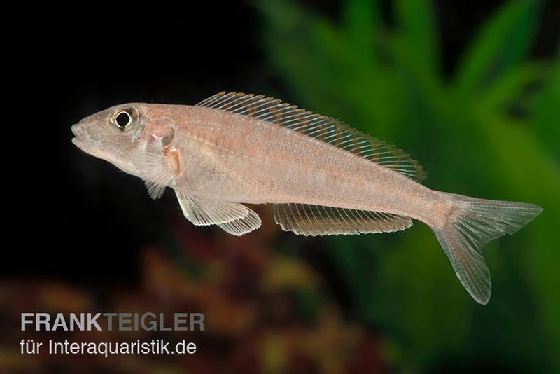 Tanganjika-Traumcichlide, Enantiopus Melanogenys "Kilesa", DNZ 3 Tanganjika-Traumcichlide, Enantiopus Melanogenys "Kilesa", DNZ