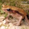 Tropfenkröte, Bufo Guttatus 2 Tropfenkröte, Bufo Guttatus -Zoohandlung Tropfenkroete Bufo guttatus 1