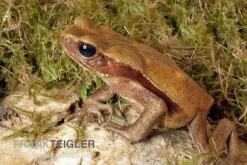 Tropfenkröte, Bufo Guttatus -Zoohandlung Tropfenkroete Bufo guttatus 2