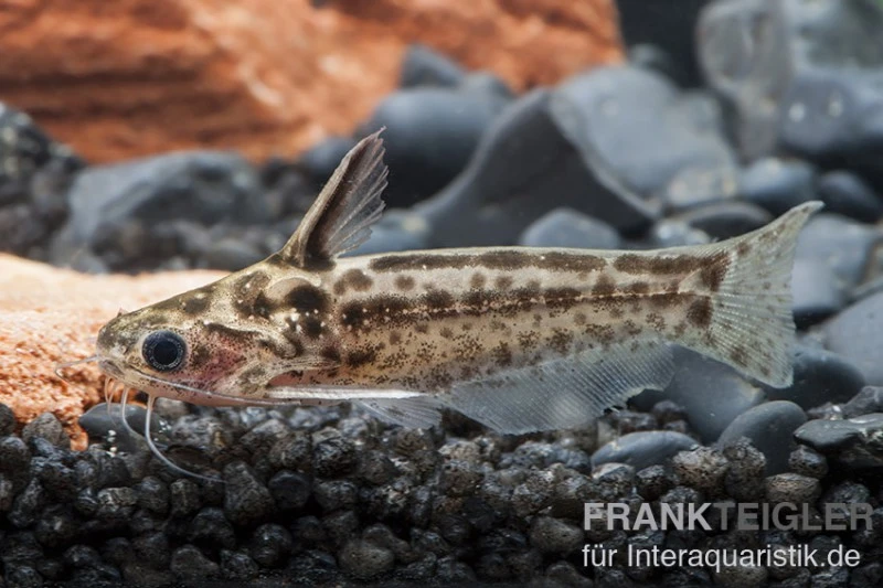 Trugdornwels "Woodcat", Trachelyichthys Exilis 3 Trugdornwels "Woodcat", Trachelyichthys Exilis