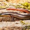 Tüpfellippenskink, Trachylepis Maculilabris -Zoohandlung Tuepfellippenskink Trachylepis maculilabris 1