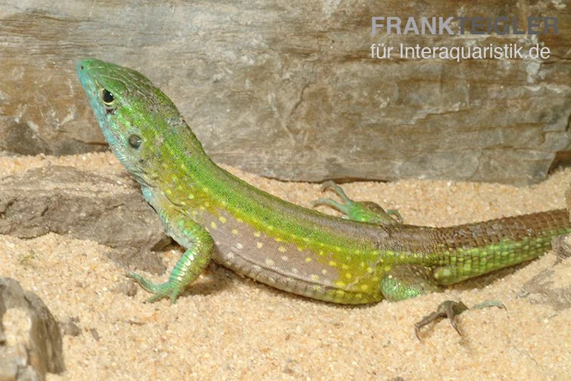 Tüpfelrennechse, Cnemidophorus Lemniscatus 4 Tüpfelrennechse, Cnemidophorus Lemniscatus – Bild 2