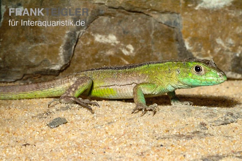 Tüpfelrennechse, Cnemidophorus Lemniscatus 5 Tüpfelrennechse, Cnemidophorus Lemniscatus – Bild 3