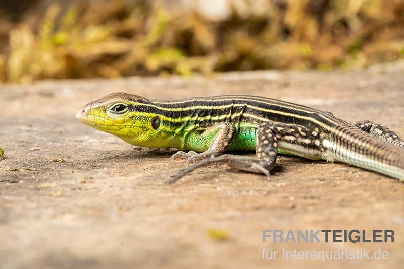 Tüpfelrennechse, Cnemidophorus Lemniscatus 3 Tüpfelrennechse, Cnemidophorus Lemniscatus