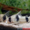 Tukano-Panzerwels, Corydoras Tukano -Zoohandlung Tukano Panzerwels Corydoras tukano 1