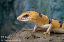 Tunesischer Nachtskink, Scincopus Fasciatus -Zoohandlung Tunesischer Nachtskink Scincopus fasciatus 3