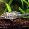 Vampir-Otocinclus, Nannoptopoma Sternoptychum 2 Vampir-Otocinclus, Nannoptopoma Sternoptychum -Zoohandlung Vampir Otocinclus Nannoptopoma sternoptych