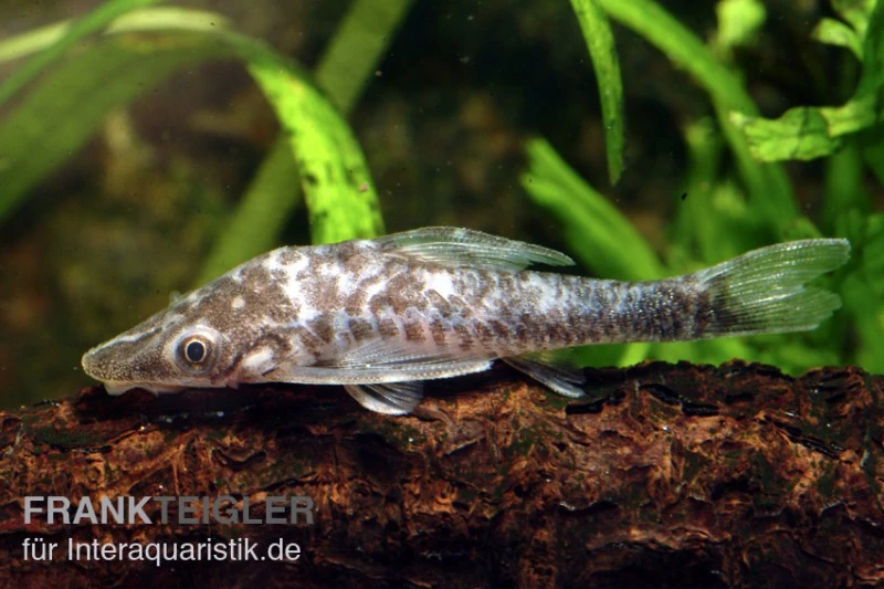 Vampir-Otocinclus, Nannoptopoma Sternoptychum 3 Vampir-Otocinclus, Nannoptopoma Sternoptychum