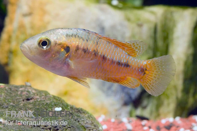 Vielfarbiger Maulbrüter, Pseudocrenilabrus Multicolor 3 Vielfarbiger Maulbrüter, Pseudocrenilabrus Multicolor